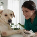 2023 Free Eye Exams for Dogs